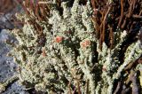 Cladonia bellidiflora. Слоевища. Мурманская обл., пос. Териберка, поверхность скалы. 02.07.2016.