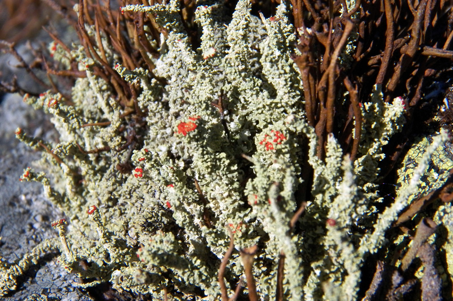 Изображение особи Cladonia bellidiflora.