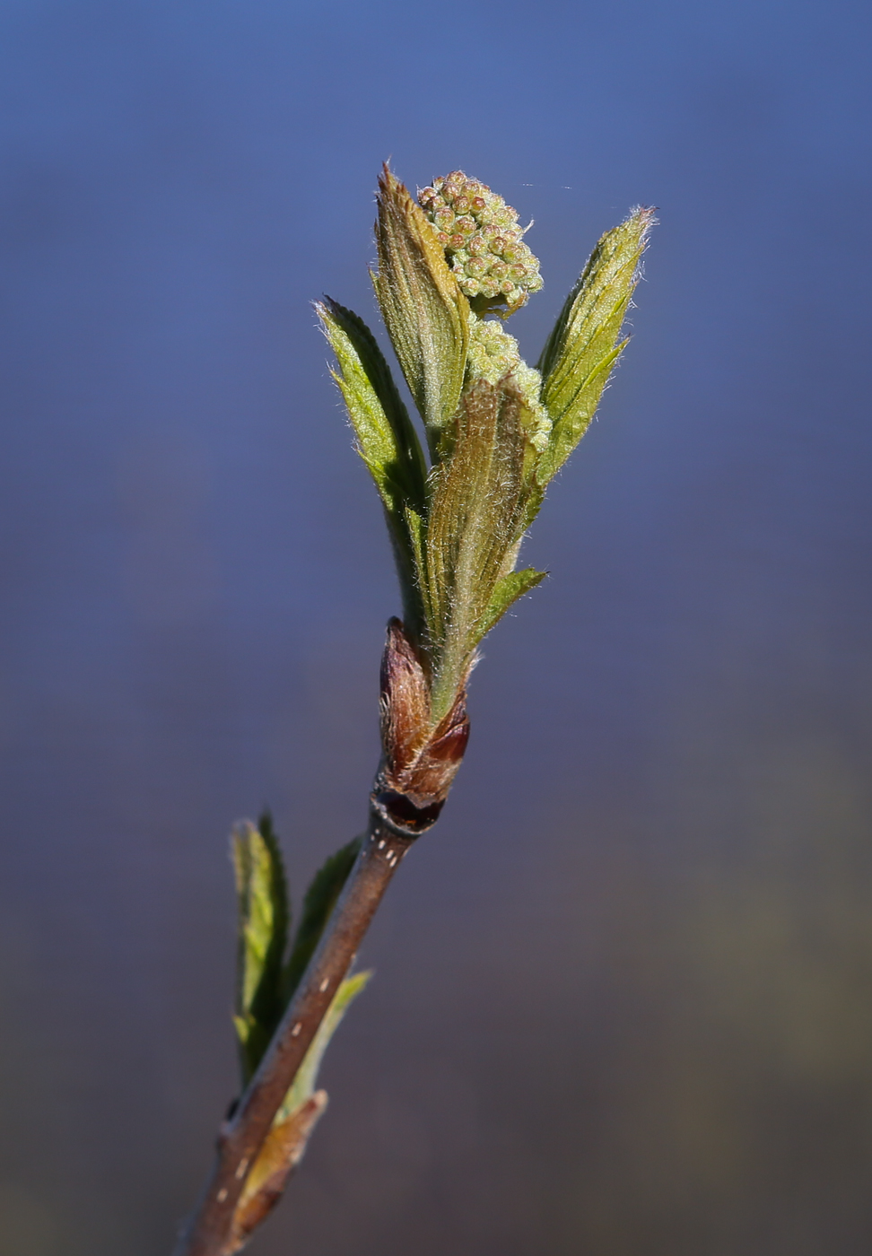 Image of Sorbus aucuparia specimen.