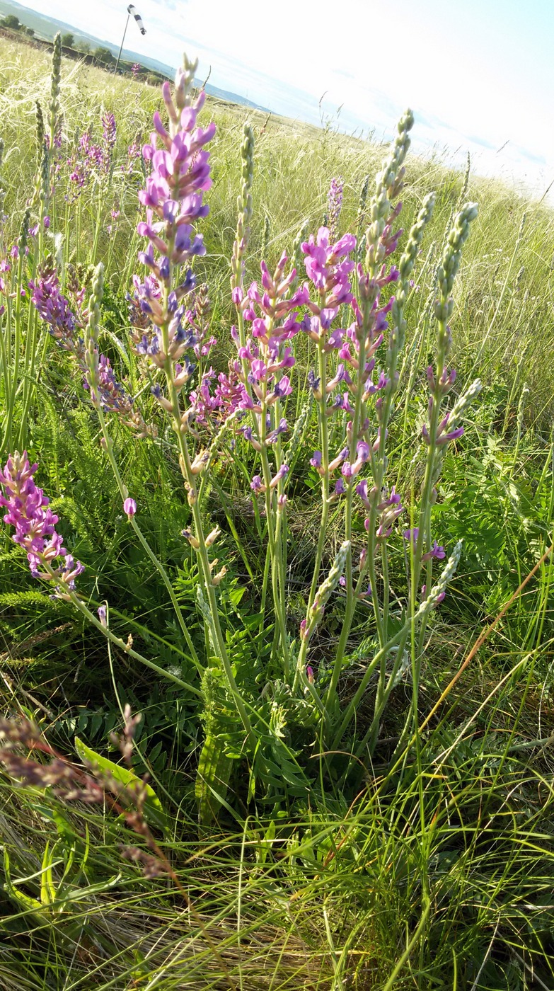 Изображение особи Oxytropis knjazevii.