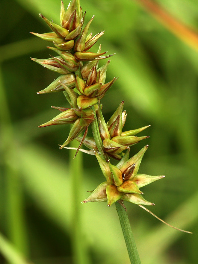 Image of Carex spicata specimen.