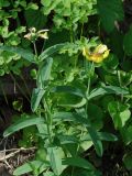 Hypericum ascyron. Цветущее растение на фоне листьев Thalictrum. Иркутская обл., Шелеховский р-н, окр. с. Шаманка, у подножия Шаманского утёса. 07.07.2016.