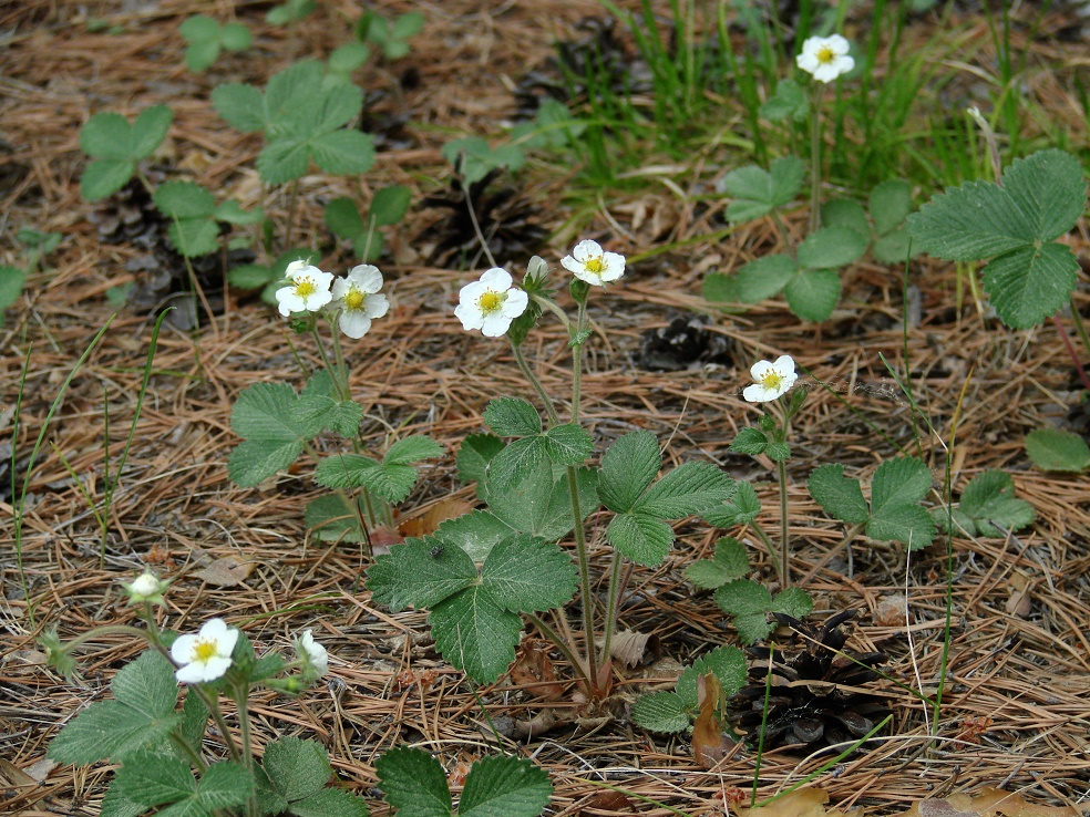 Изображение особи род Fragaria.