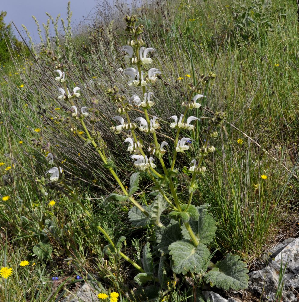 Image of Salvia argentea specimen.