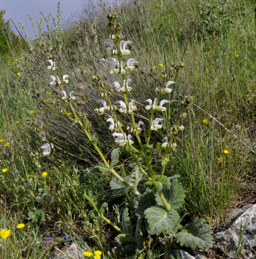 Изображение особи Salvia argentea.