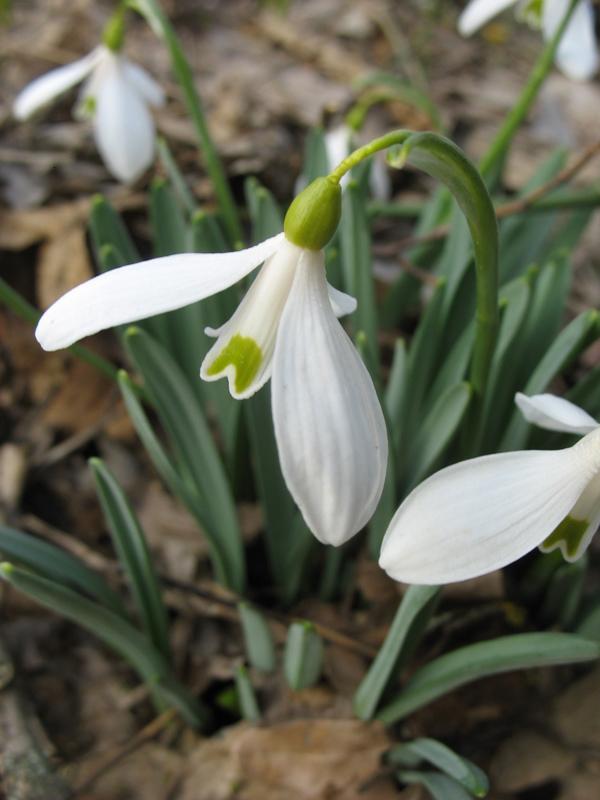 Изображение особи Galanthus caucasicus.