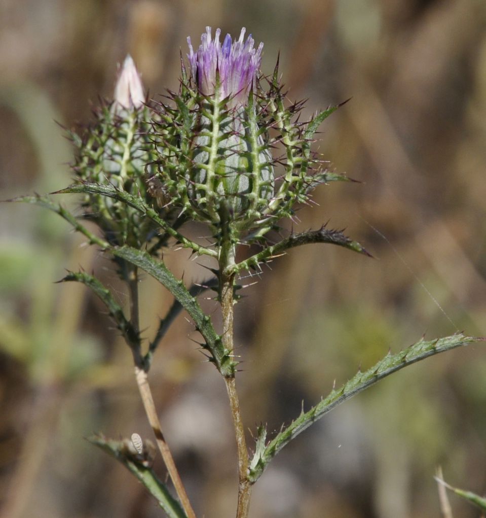 Image of Atractylis cancellata specimen.