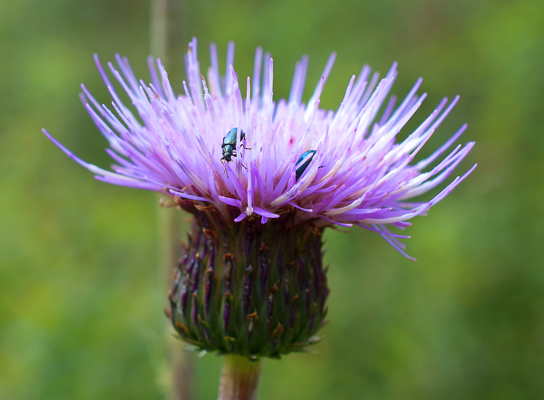 Изображение особи Cirsium helenioides.