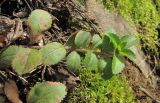 Veronica officinalis