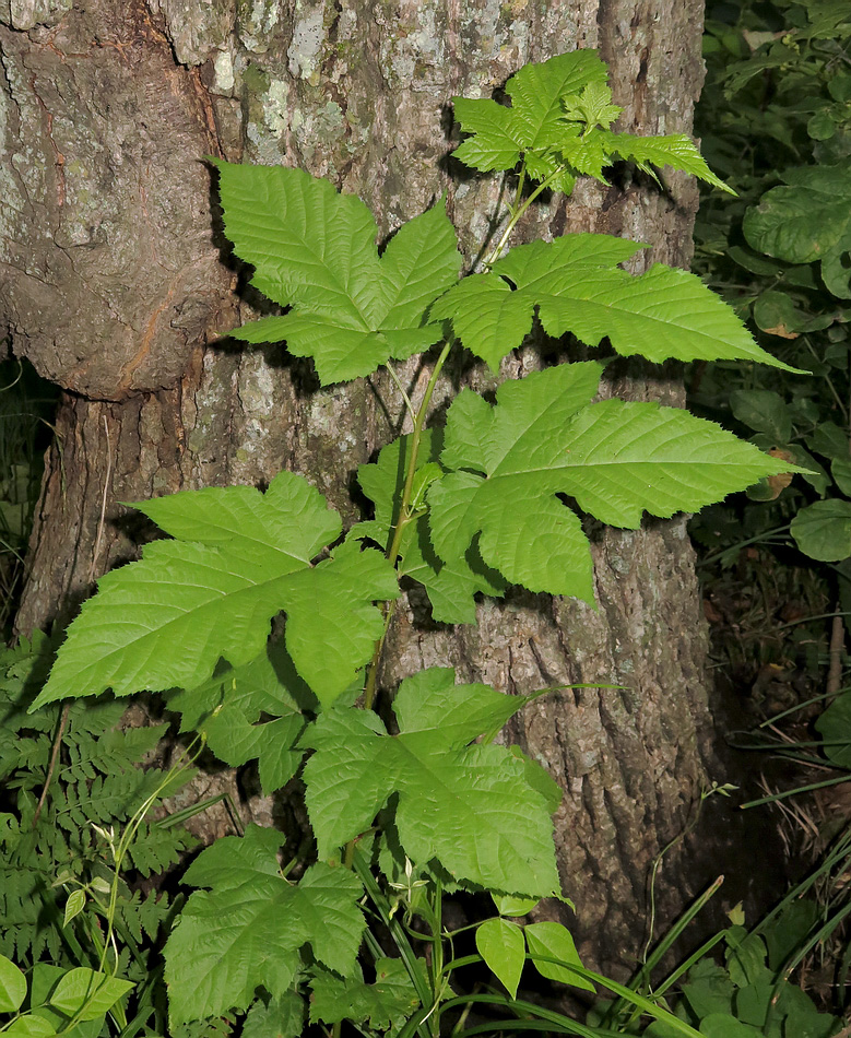 Image of Rubus crataegifolius specimen.