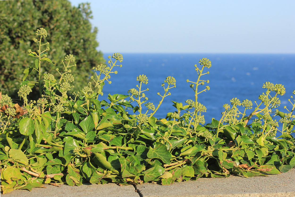 Image of Hedera helix specimen.