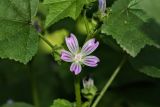 Malva multiflora