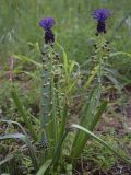 Leopoldia comosa. Цветущие растения. Испания, автономное сообщество Каталония, провинция Жирона, комарка Баш Эмпорда, муниципалитет Калонже, лужайка. 31.03.2017.