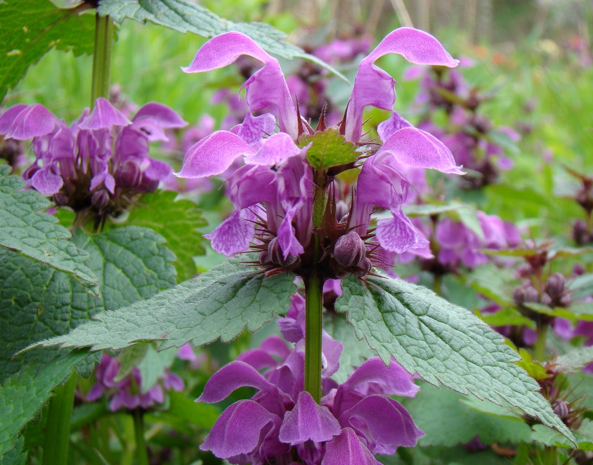 Image of Lamium maculatum specimen.