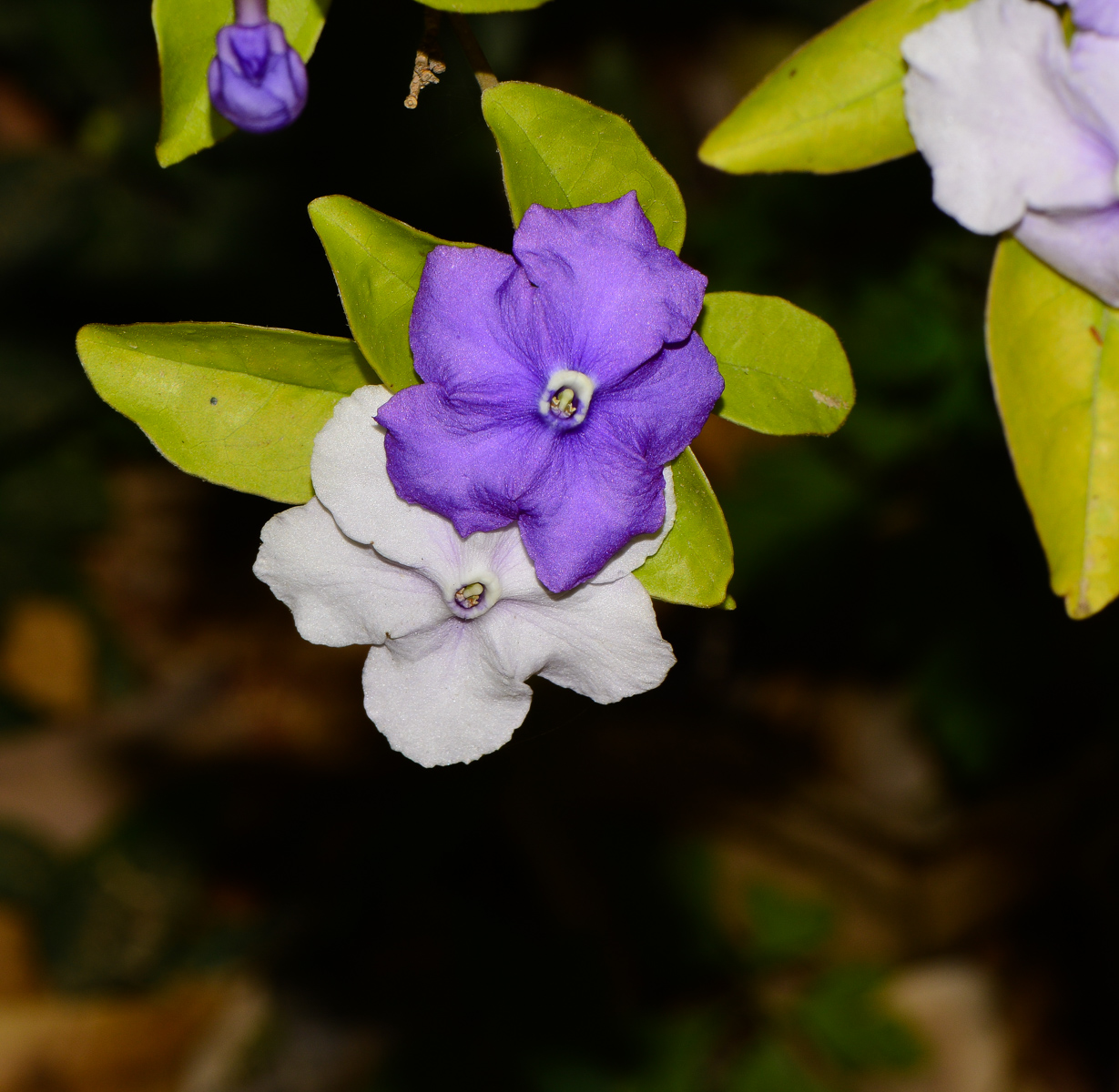 Image of Brunfelsia pauciflora specimen.