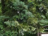 Abies concolor