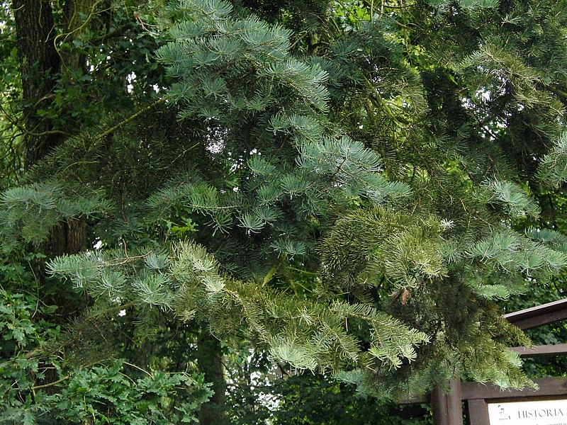 Image of Abies concolor specimen.