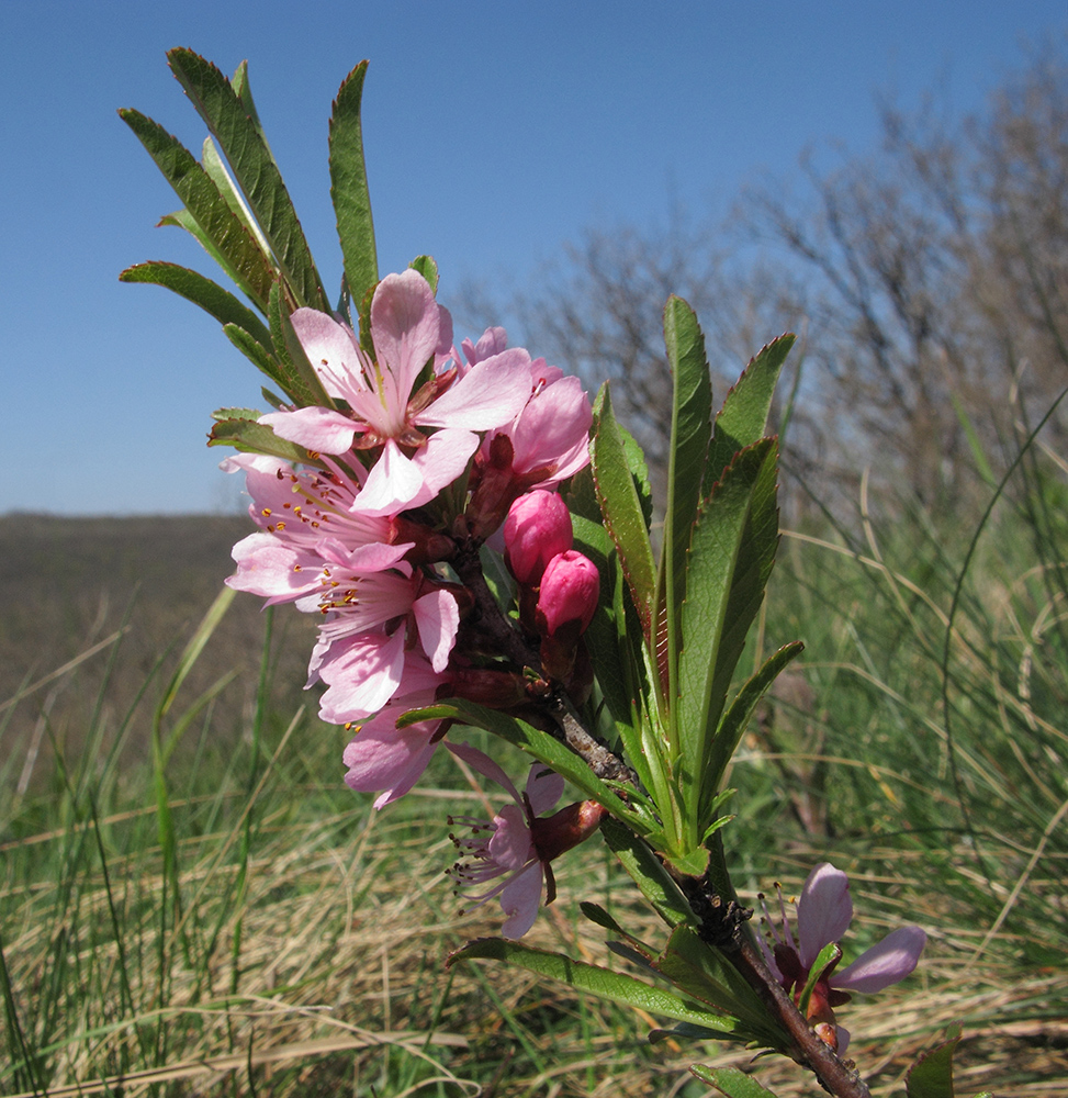 Изображение особи Amygdalus nana.