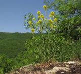 Erysimum cuspidatum