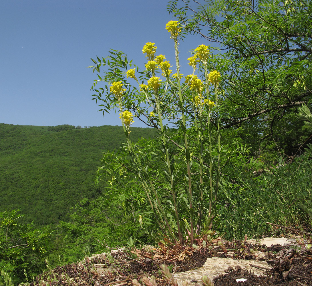 Image of Erysimum cuspidatum specimen.