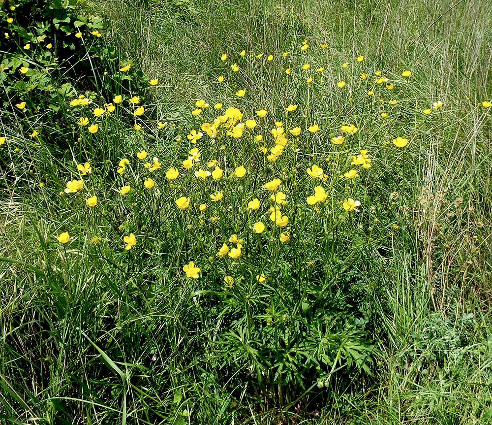 Image of Ranunculus meyerianus specimen.