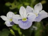 Veronica filiformis. Цветки. Москва, Воронцовский парк, лужайка в дубовой роще. 15.05.2017.