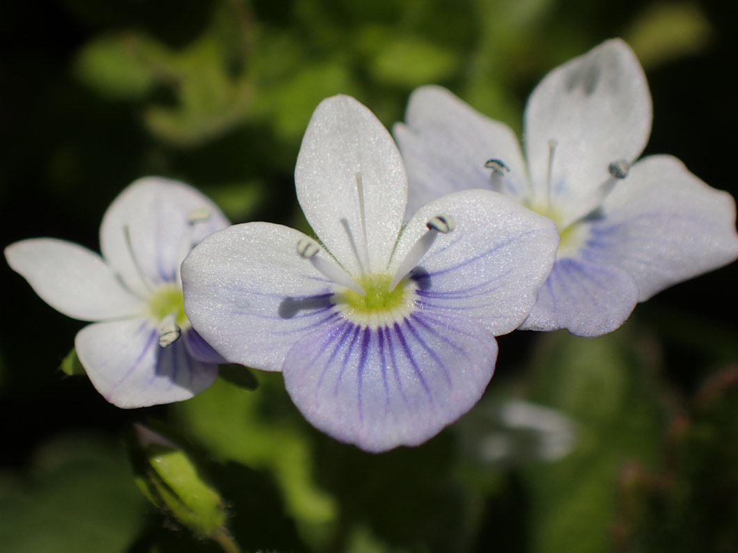 Image of Veronica filiformis specimen.