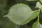 Ulmus laevis. Лист. Саратов. 06.06.2017.