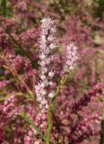 Tamarix ramosissima