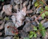 Pulsatilla campanella. Плод. Республика Алтай, хр. Северо-Чуйский, долина р. Актру, юго-восточный склон. 29.08.2007.