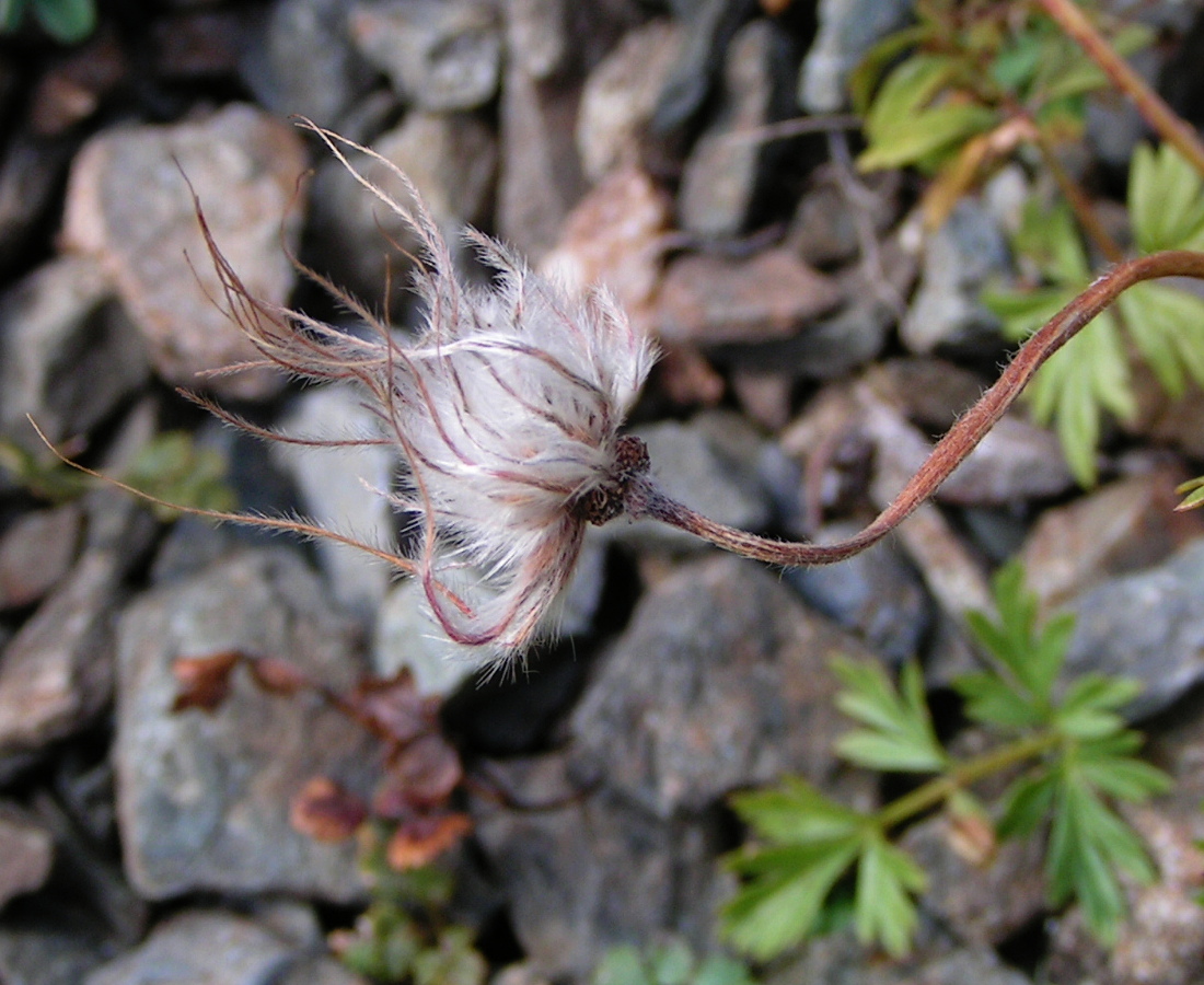 Изображение особи Pulsatilla campanella.