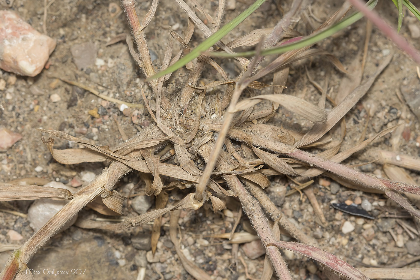 Image of Bromus arvensis specimen.