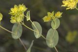 Bupleurum rotundifolium