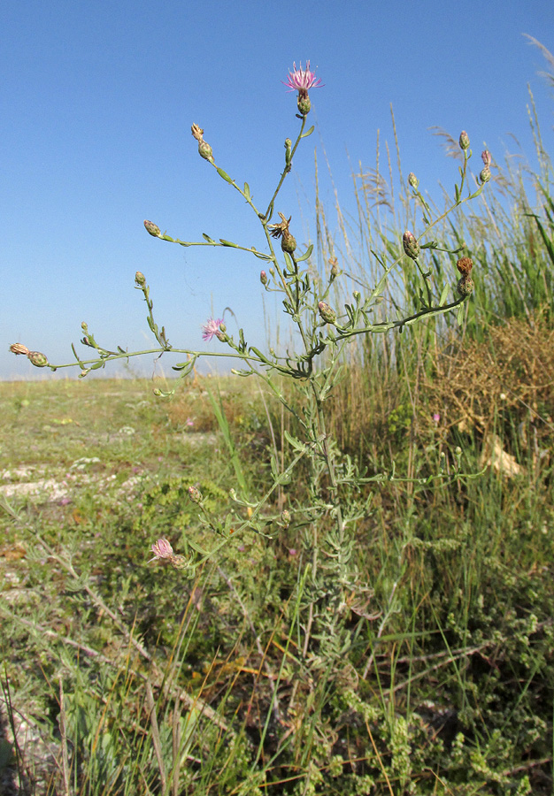 Image of Centaurea steveniana specimen.