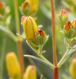 Hypericum linarioides subspecies alpestre. Фрагмент средней части побега с бутонами. Крым, гора Чатырдаг, нижнее плато, петрофитная луговая степь. 16.06.2017.