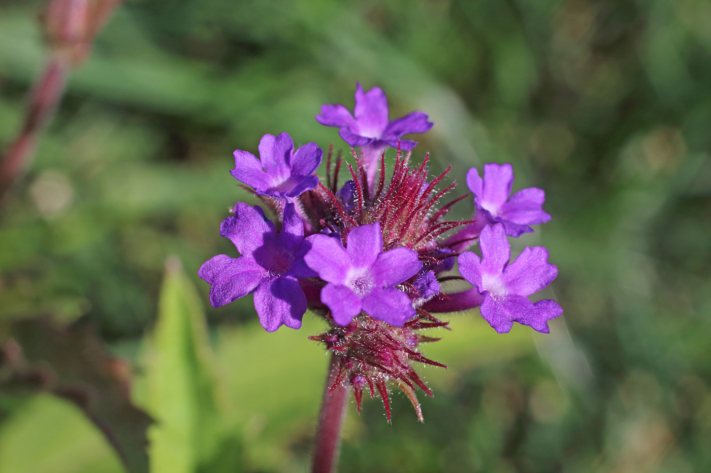 Изображение особи Verbena rigida.