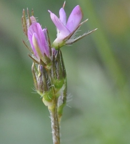 Image of Onobrychis caput-galli specimen.