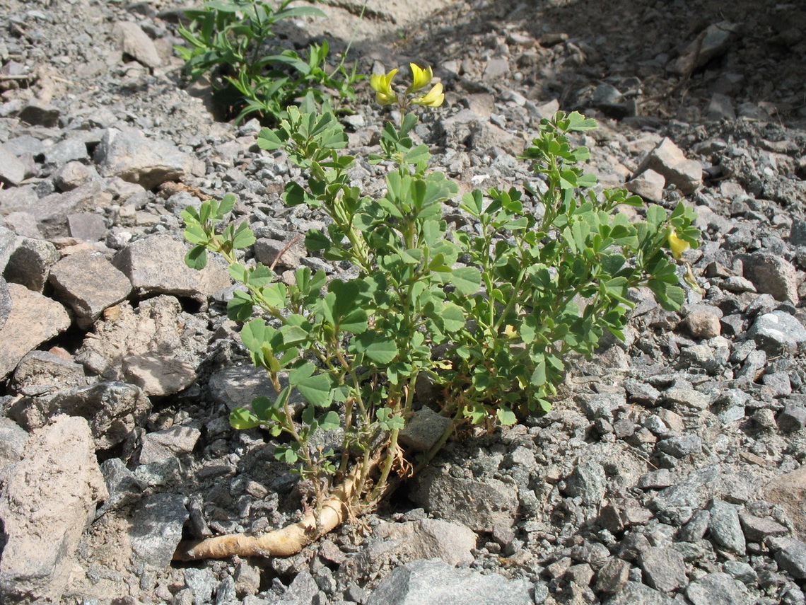 Изображение особи Melilotoides aristata.