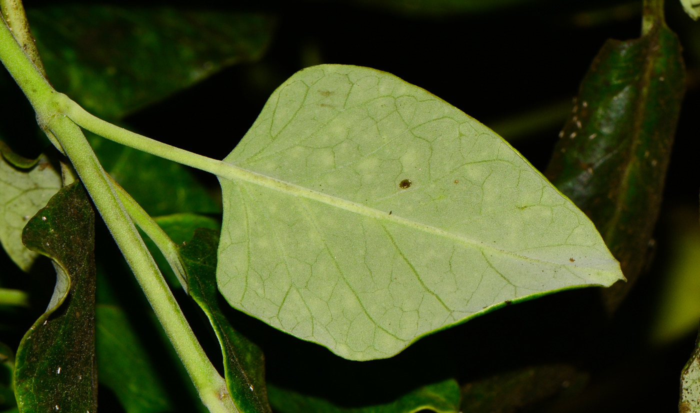 Изображение особи Araujia sericifera.