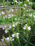 Physostegia virginiana