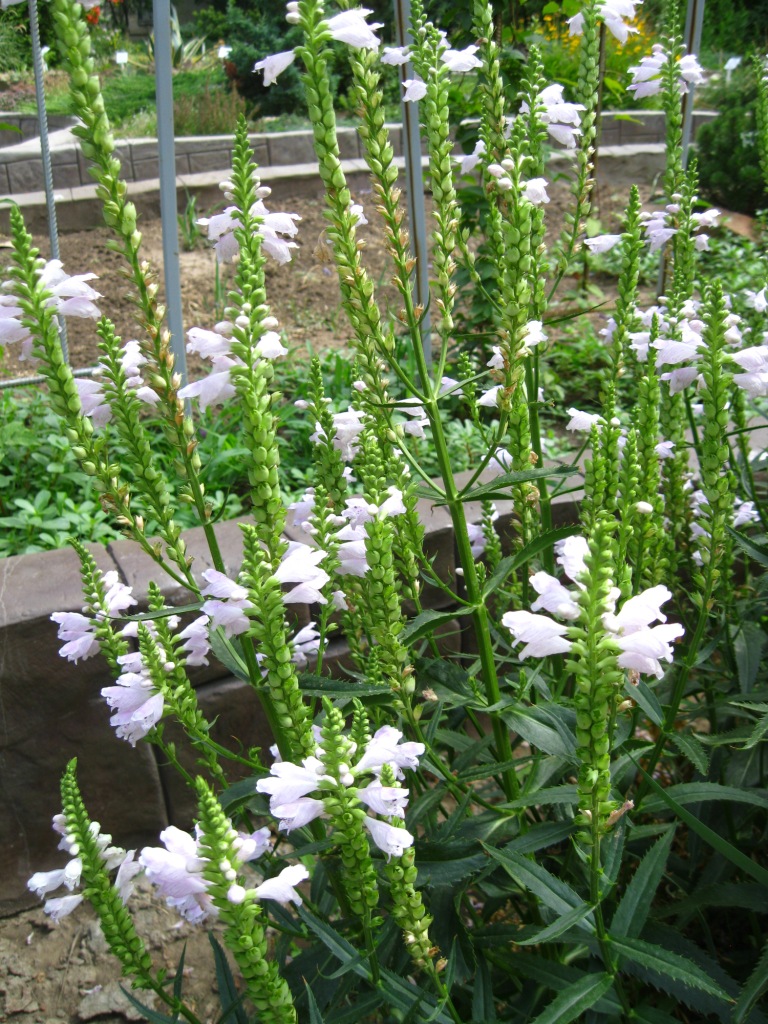 Image of Physostegia virginiana specimen.