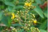 Lysimachia vulgaris