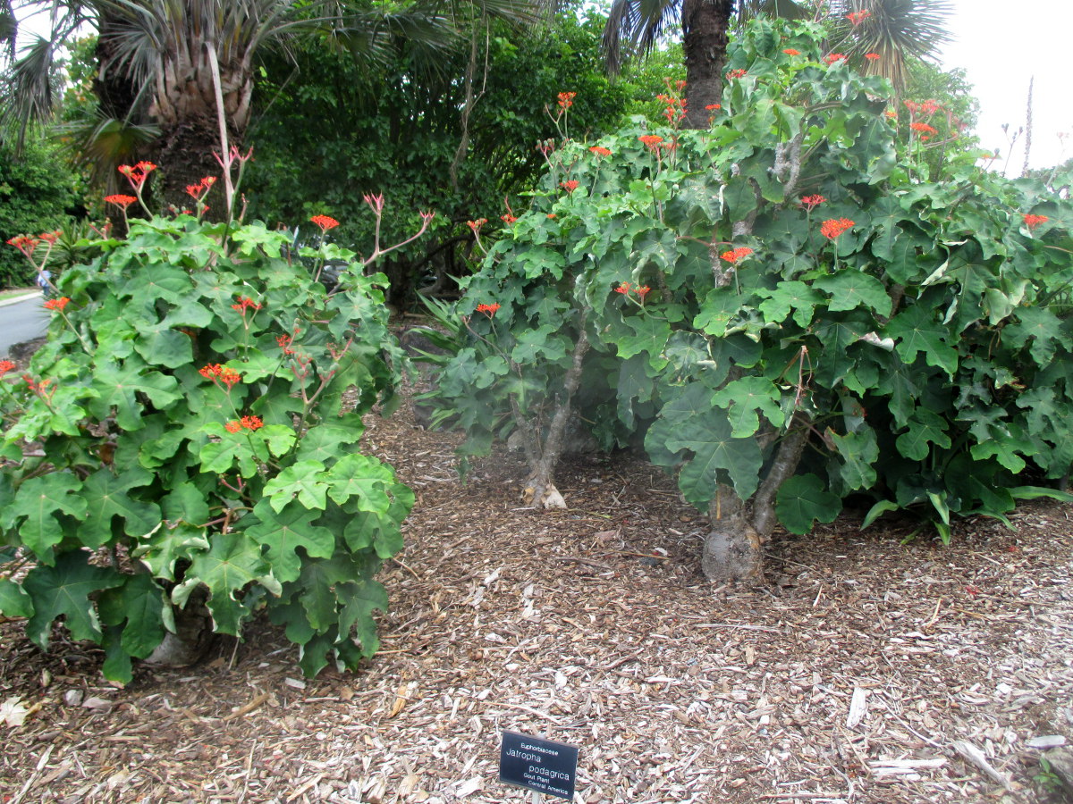 Изображение особи Jatropha podagrica.