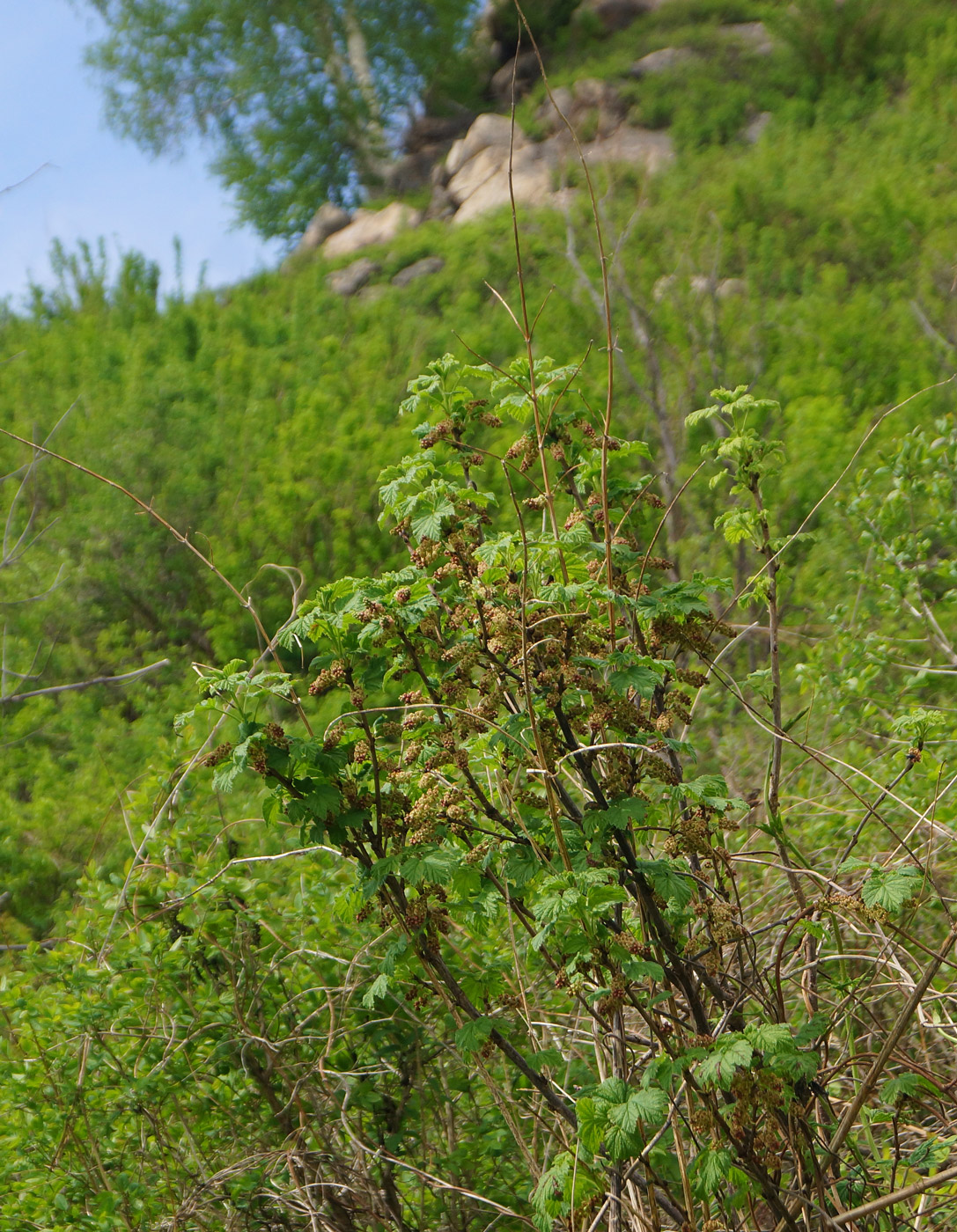 Image of Ribes atropurpureum specimen.