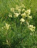 Thalictrum lucidum. Цветущее растение. Московская обл., Истринский р-н, Павловская Слобода. 23.06.2007.