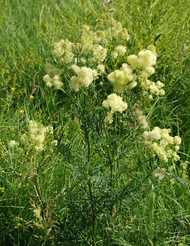 Image of Thalictrum lucidum specimen.