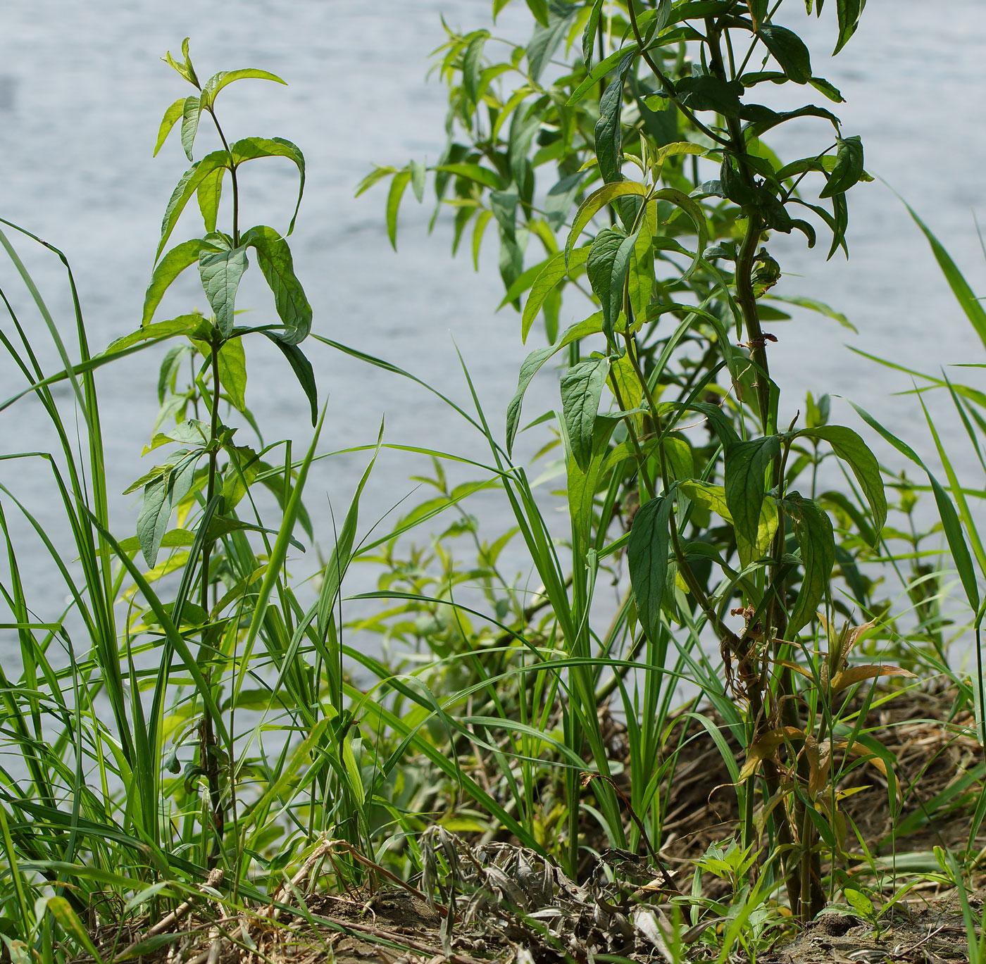 Изображение особи Lysimachia vulgaris.