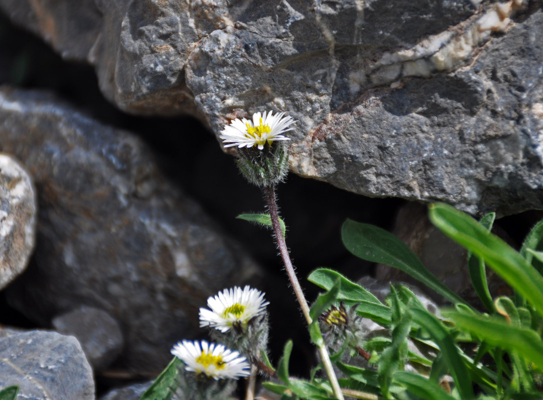 Image of Erigeron pallidus specimen.