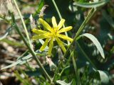 Youngia tenuifolia