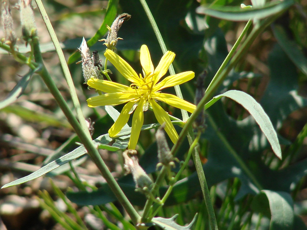 Изображение особи Youngia tenuifolia.